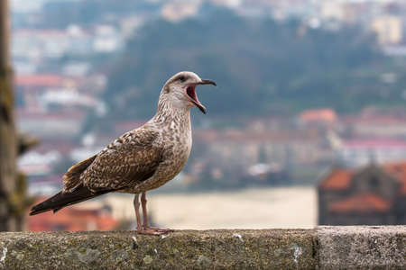 Screaming Seagull sitting on a blurred background of the old town.の写真素材