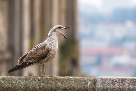 Screaming Seagull.の写真素材