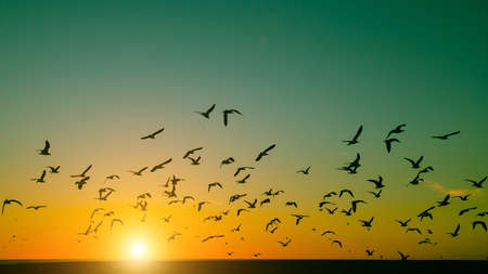 Silhouettes flock of birds over the Atlantic ocean during sunset. Seagulls .の写真素材