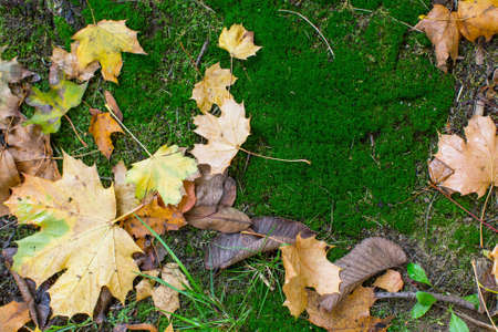 Fallen leaves on green moss, autumn background.の写真素材