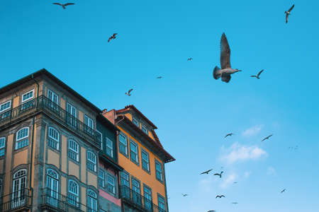 Houses in old Porto downtown, Portugal. Seagulls.の写真素材