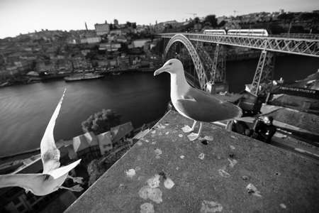 Seagulls sits on the background of Douro river and Dom Luis I Bridge, Porto, Portugal. Black and...