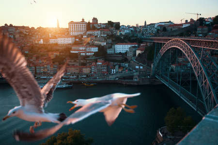 Views of Douro river and Dom Luis I Bridge during sunset, Porto, Portugal. Seagulls blur the foreground.の写真素材