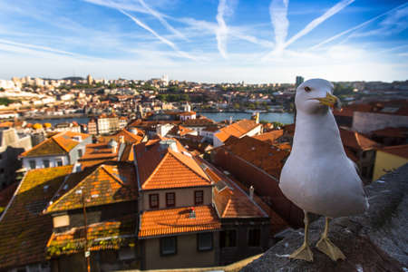 Seagull is sitting on the background of the Porto old city, Portugal.の写真素材