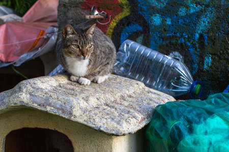 Cat sitting on the garbage dump. Pollution of environment.の写真素材