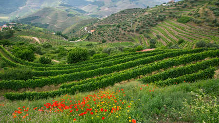 View of  vineyards are on a hills. Douro Valley, Portugal.の写真素材