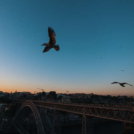 Seagull on the background of Dom Luis I bridge at dusk, Porto, Portugal.の写真素材