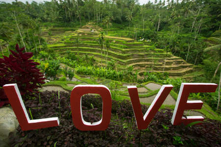 Love text written on the green rice terraces. Bali, Indonesia.の写真素材