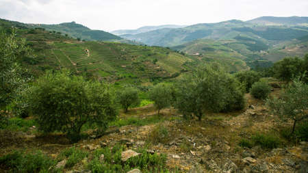 Hills of Douro Valley, Portugal.の写真素材
