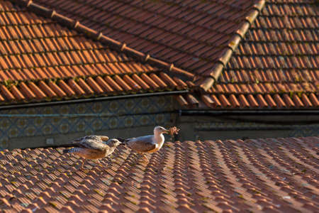 Gulls sitting on old tiled roofs.の写真素材