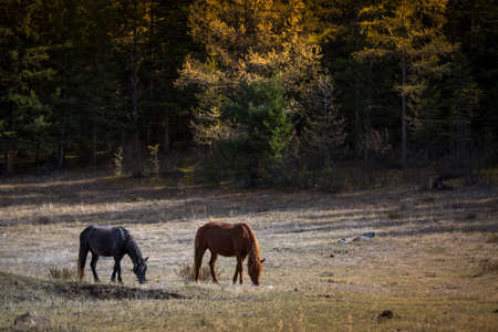 Horses grazing on the lawn in the Altai Mountains, Russia.の写真素材