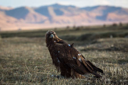 Golden eagle sits in the steppe on the background of the Mongolian mountains.の写真素材