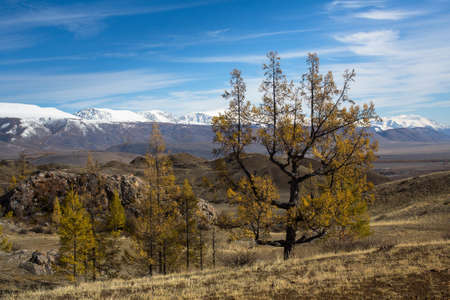 View of forest on a background of the mountain North-Chuya ridge of Altai Republic, Russia.の写真素材