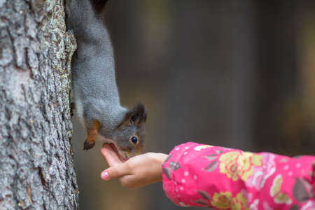 Little girl with hand feeding a squirrel in the Park.