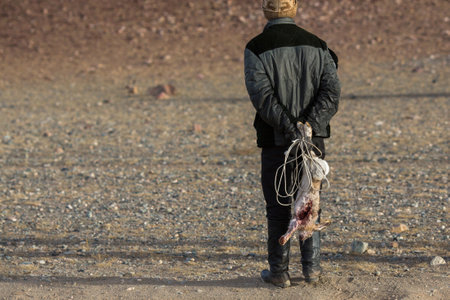 SAGSAY, MONGOLIA - SEP 28, 2017: Eagle Hunter, while hunting holding a hunting trophy dead bloody rabbit in desert mountain of Western Mongolia.のeditorial素材