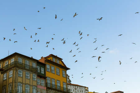 A flock of seagulls over the facades of the houses in Porto, Portugal.の写真素材