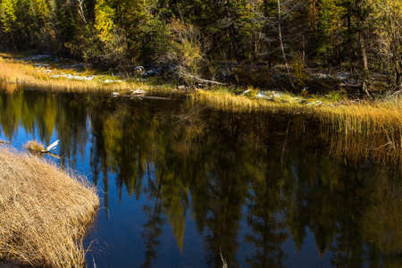 Forest reflection in water of Katun river in the Altai mountains, Russia.