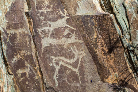 Ancient rock paintings, petroglyphs in the Altai Mountains, Russia.の写真素材