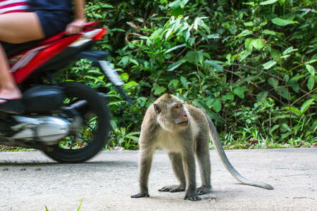 Monkey on the road, passing motorbikes.の写真素材