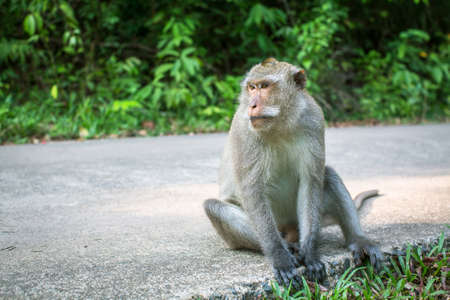 Monkey sitting on a road. Travel and tourism in Southeast Asia.