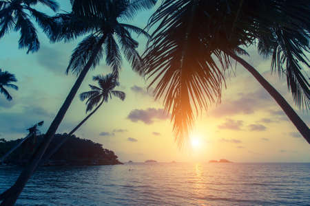 Tropical sea beach during sunset, with silhouettes of palm leaves.の写真素材