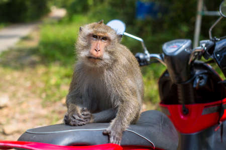 Monkey sitting on a motorbike, Thailand. の写真素材