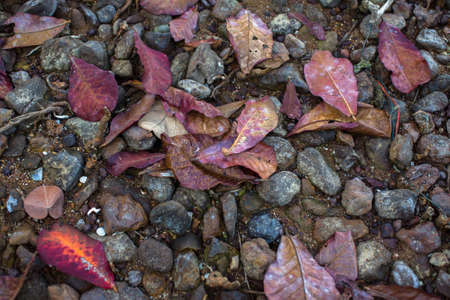 Texture red / yellow fallen leaves on the sand and stones to the sea.の写真素材