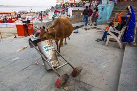 VARANASI, INDIA - MAR 26, 2018: Cow eating from a trash can near the shore of the Ganges. Cows in India are considered sacred animals.のeditorial素材