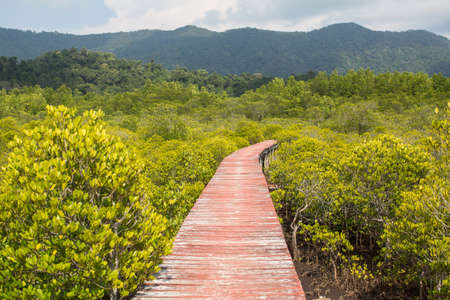 Wooden road through mangrove forest.の写真素材