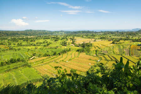 Panorama of valley with rice fields, Bali island, Indonesia.の写真素材