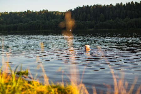 Elderly woman swimming in the river at sunset.の写真素材