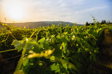 Close-up of the vineyards are on a hills.の写真素材