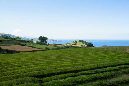 Landscape of San Miguel island - Azores, Portugal.の写真素材