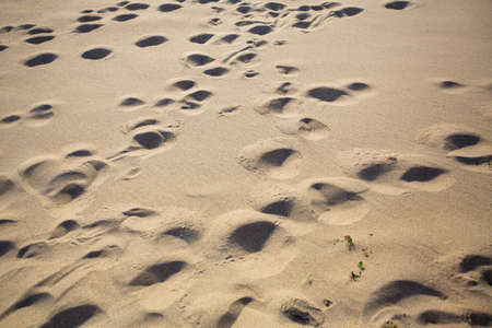 Texture of the sea beach light crumbly sand.