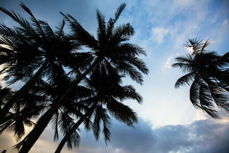 Silhouette of tropical palm trees against a blue sky.