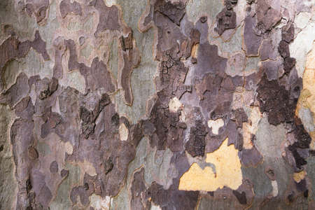 Close-up of camouflage background of texture of American Sycamore Tree bark (Platanus occidentalis)