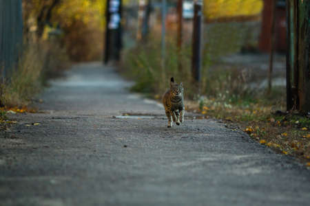 Gray cat runs down the street.