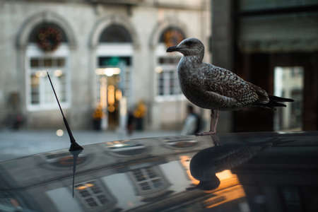 Seagull sits on the roof of a car against the backdrop of old city.の写真素材