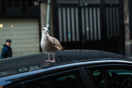 Seagull sits on the roof of a car. の写真素材