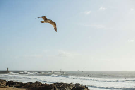 Seagull flies over rocks on the coast of the Atlantic ocean. Porto, Portugal.の写真素材