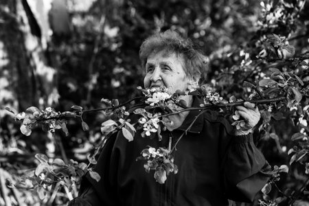 An old woman in the park and smelling the flowers of apple. Black and white photo.の写真素材