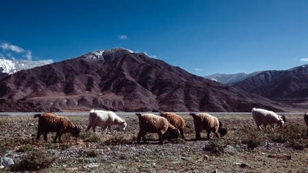 A herd of goats graze in the foothills of the Altai mountains, Russia.の写真素材