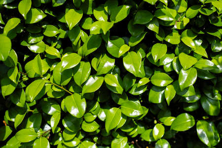The texture of green leaves of Camellia Japonica.の写真素材