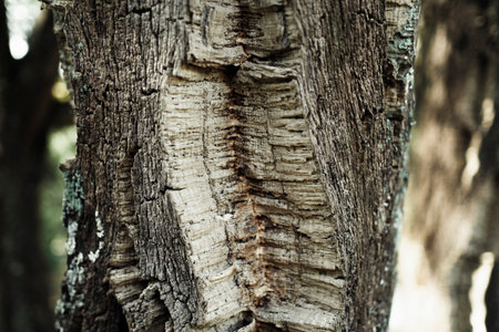 Texture of the Cork Oak bark, close-up.の写真素材
