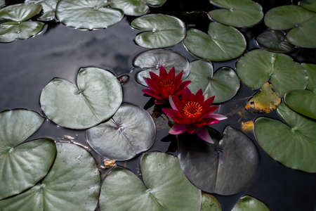 Red flowers of a white water lily in a water of pond.の写真素材