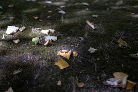 The texture of an autumn ground with fallen leaves.の写真素材