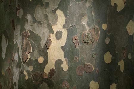 The texture of the bark of the sycamore.の写真素材
