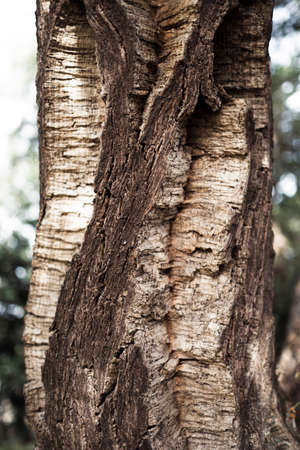The texture of the Cork Oak bark, close-up photo.