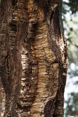 Texture close-up of the Cork Oak bark. Portugal.の写真素材