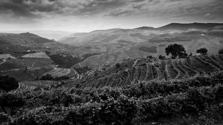 View of the vineyard on the hills in Douro Valley, Porto, Portugal. Black and white photo.の写真素材